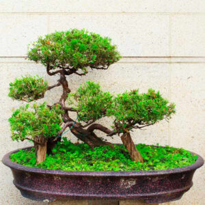 Arboles Bonsai