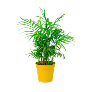 Camaedorea, Palmera de salón o Palmera de interior Buenos Aires CABA * Petit Garden Vivero Boutique