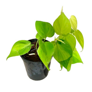 Epipremnum Aureum, Potus, Pothos o Potos Buenos Aires CABA * Petit Garden Vivero Boutique