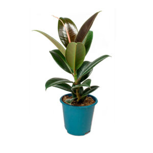 Ficus Elastica, Gomero o Árbol del caucho Buenos Aires CABA * Petit Garden Vivero Boutique