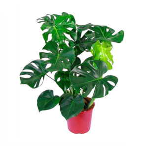 Monstera deliciosa, cerimán o costilla de Adán Buenos Aires CABA * Petit Garden Vivero Boutique