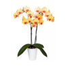 Orquídea Phalaenopsis, Alevilla, Orquídea Mariposa Buenos Aires CABA * Petit Garden Vivero Boutique