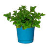 Planta de menta o Mentha piperita Buenos Aires CABA * Petit Garden Vivero Boutique