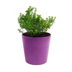 Tomillo Limón, Thymus Citriodorus o Tomillo Cítrico Buenos Aires CABA * Petit Garden Vivero Boutique