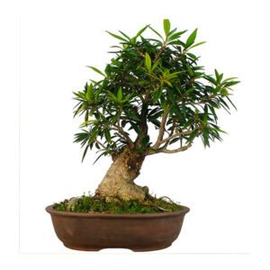 Bonsai ficus árbol Buenos Aires CABA * Petit Garden Vivero Bout