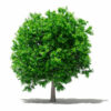 Arbol de Palta Buenos Aires CABA * Petit Garden Vivero Boutique