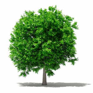 Arbol de Palta Buenos Aires CABA * Petit Garden Vivero Boutique