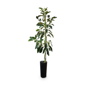 Arbol de Palta Buenos Aires CABA * Petit Garden Vivero Boutique