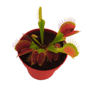 Dionaea Muscipula Planta Carnívora Buenos Aires CABA * Petit Garden Vivero Boutique