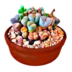 Lithops, Cactus Piedra o Plantas Piedra