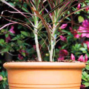 Macetas de barro Cilíndrica Buenos Aires CABA * Petit Garden Vivero Boutique