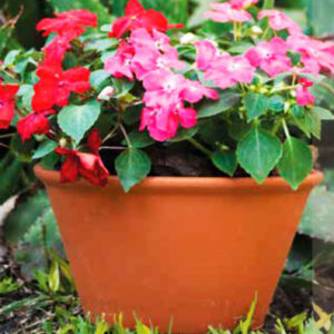 Macetas de barro Cilíndrica Lebrillo Buenos Aires CABA * Petit Garden Vivero Boutique