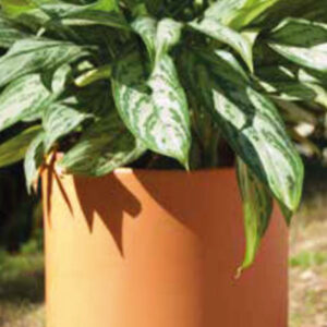 Macetas de barro Cilíndrica Buenos Aires CABA * Petit Garden Vivero Boutique