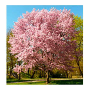 Sakura Arbol de Cerezo Buenos Aires CABA * Petit Garden Vivero Boutique